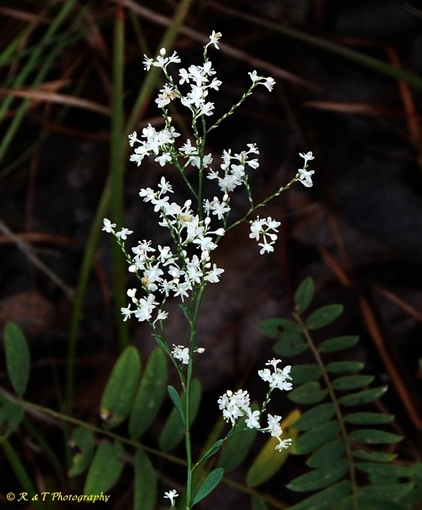 {Polygonum polygamum var. croomii}